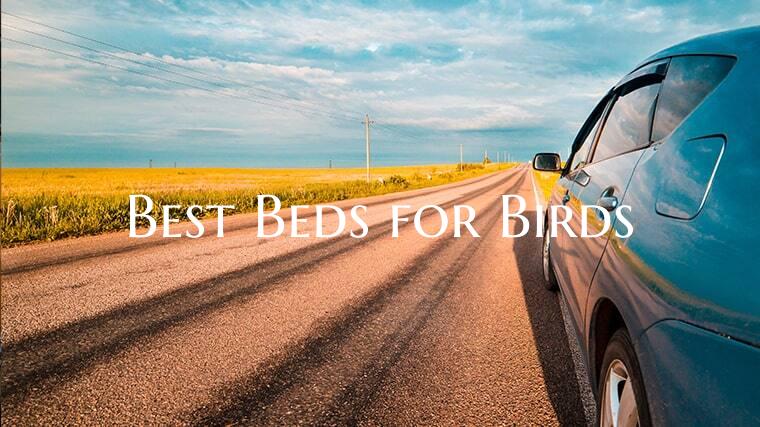 Best Beds for Birds